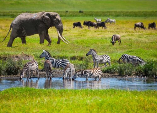 Tanzania Safari