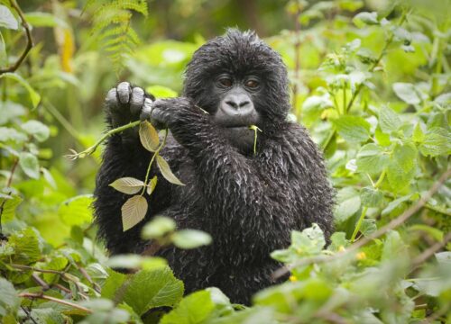 Rwanda Safaris