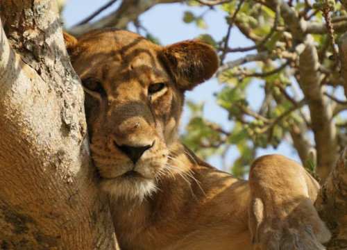 7 Days Uganda Safaris