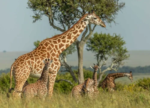 Kenya Safari