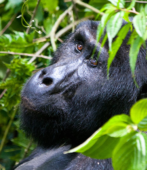 Meet Uganda's mountain gorillas in the misty forests of Bwindi Park