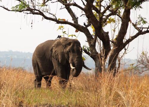 15-days Uganda Safaris