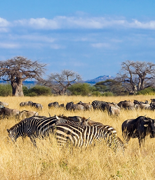 Tanzania