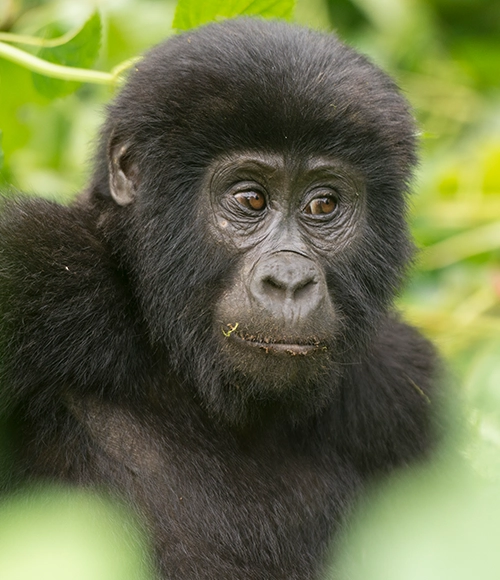 Uganda