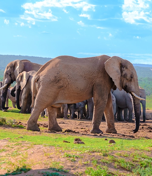 Encounter Uganda's iconic wildlife across its spectacular national parks.